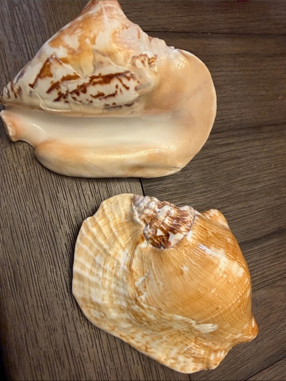 Set of 2 Milk Conch Shell Natural Sea Shells Unique.